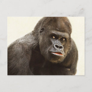Carte postale Funny Gorilla