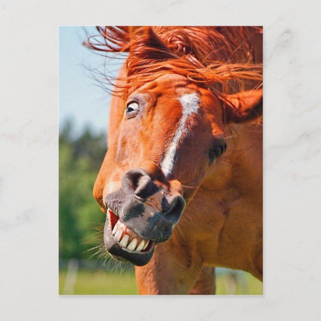 Carte Postale Funny Horse Rire Photographie (Devant)