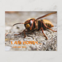 Funny insect slogan postcard
