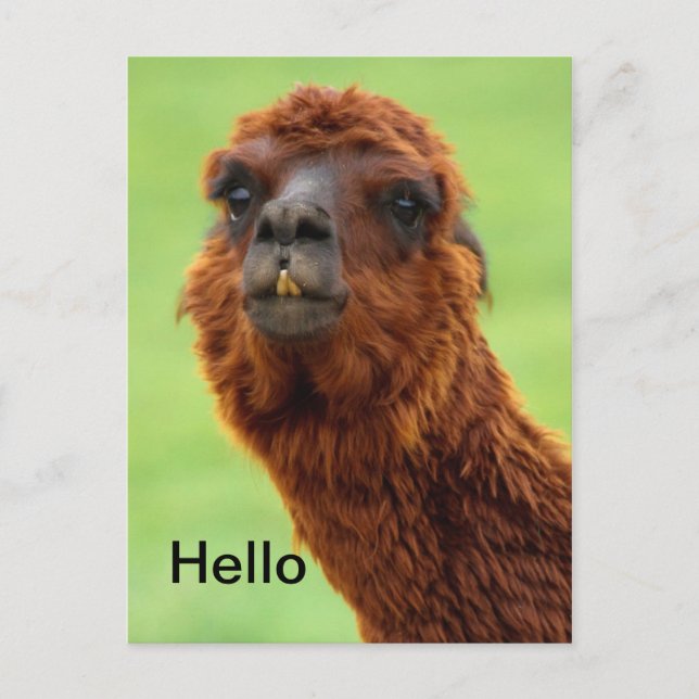 Carte Postale Funny Llama Postcard - Toutes les occasions (Devant)