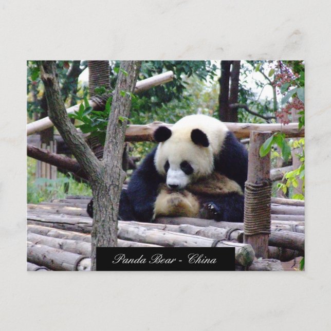 Carte Postale Funny Panda Bear assis, Chengdu - Chine (Devant)