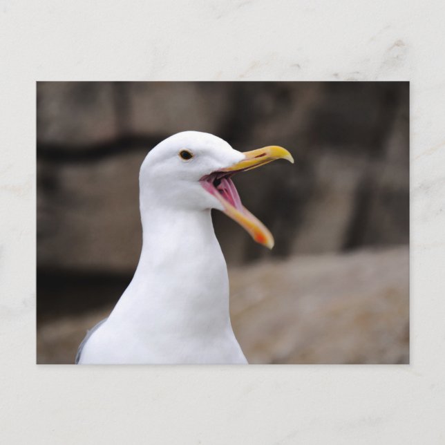 Carte Postale FUNNY Seagull (Devant)
