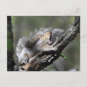Carte Postale Funny Sleepy