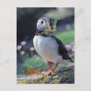 Carte Postale Funny tampin
