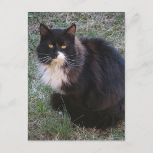 Carte Postale Furry Tuxedo