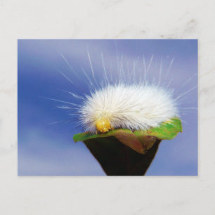 Carte Postale Fuzzy White Caterpillar