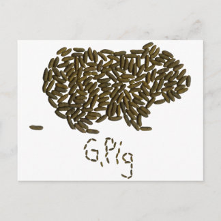Carte Postale "G. Cochon" avec cochon de Guinée classique