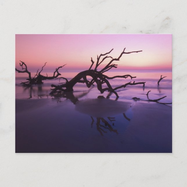 Carte Postale GA Jekyll Island, Cimetière d'arbres sur la plage  (Devant)