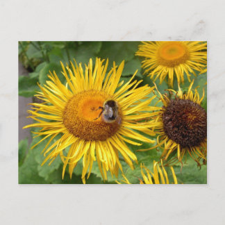 Carte Postale Gaffez l'abeille sur la marguerite jaune