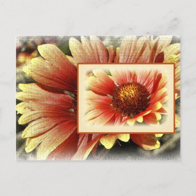 Carte Postale Gaillardia (Devant)