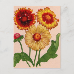 Carte Postale gaillardia gaillardiées