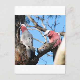 Carte Postale Galah