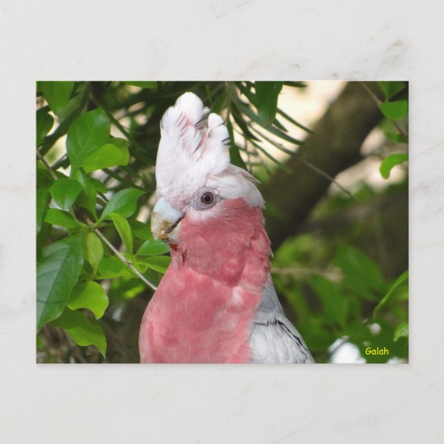 Carte Postale Galah (Cockatoo à poitrine Rose/roseate) (Devant)