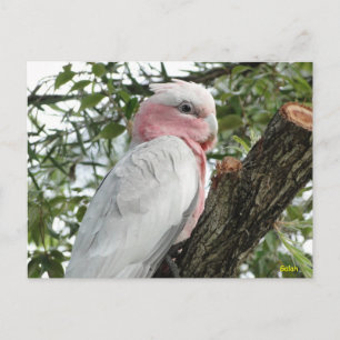 Carte Postale Galah (Cockatoo à poitrine Rose/roseate)