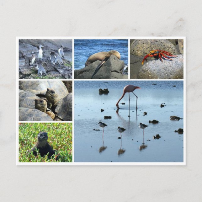 Carte Postale galapagos (Devant)