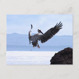 Carte Postale Galapagos