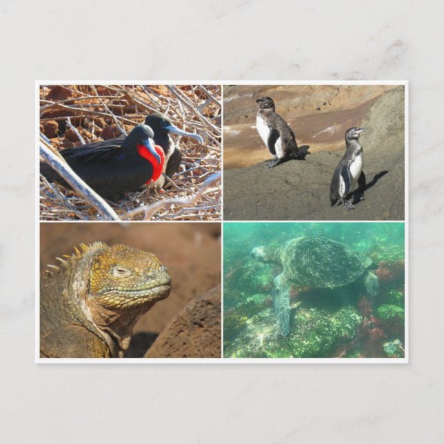 Carte Postale galapagos animal quatre (Devant)