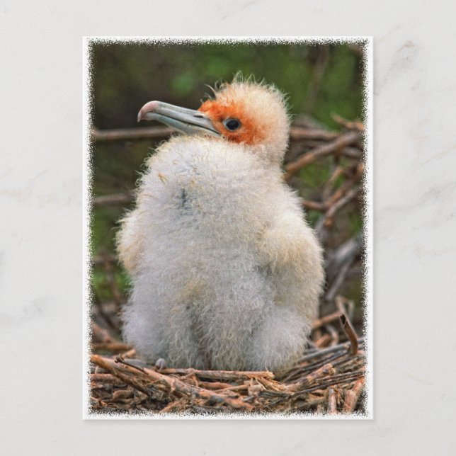 Carte Postale Galapagos de poussins (Devant)
