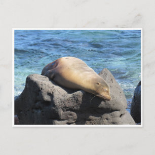 Carte Postale galapagos d'otaries