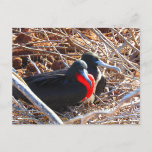 Carte Postale galapagos grands frégates