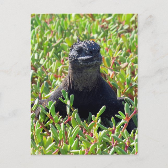 Carte Postale galapagos marine iguane vert (Devant)