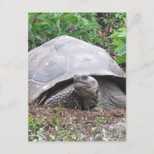 Carte Postale galapagos tortue géant