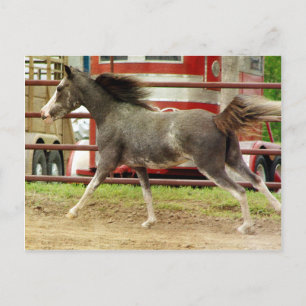 Carte Postale Galeries Mini Pinto Horse