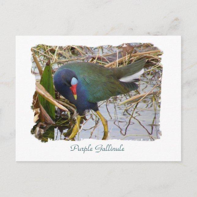 Carte Postale Gallinule violette (Devant)