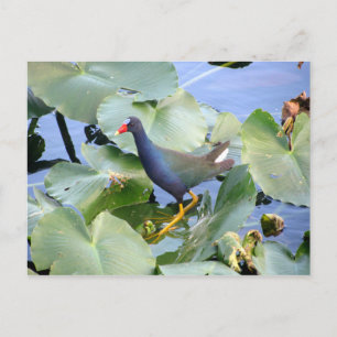 Carte Postale Gallinule violette sur Lily Pad