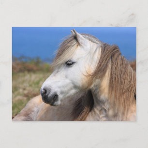 Carte Postale Gallois Pony