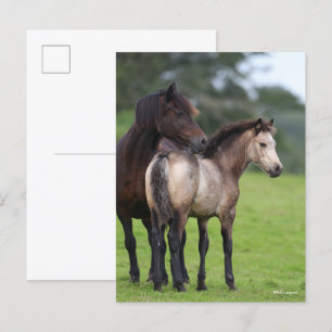 Carte Postale Gallois Section D Mare et pied de poulain