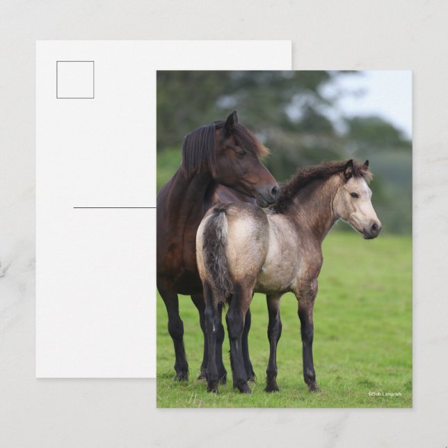 Carte Postale Gallois Section D Mare et pied de poulain (Devant / Derrière)