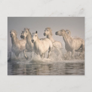 Carte Postale Galloping à cheval dans l'eau méditerranéenne