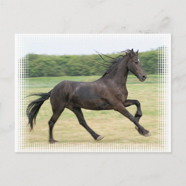 Carte Postale Galloping Friesen (Devant)