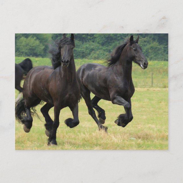 Carte postale Galloping Friesian Horses (Devant)