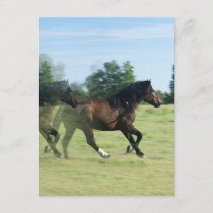 Carte postale Galloping Mustangs