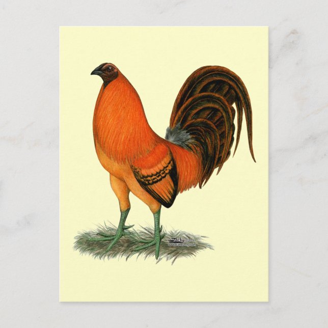 Carte Postale Gamecock Ginger (Devant)