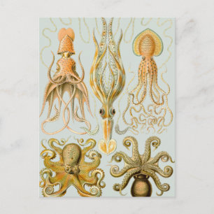 Carte Postale Gamochonia d'Ernst Haeckel