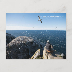 Carte Postale Gannets du Nord