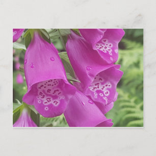 Carte Postale Gants de boeuf sauvages - Digitalis Purpurea