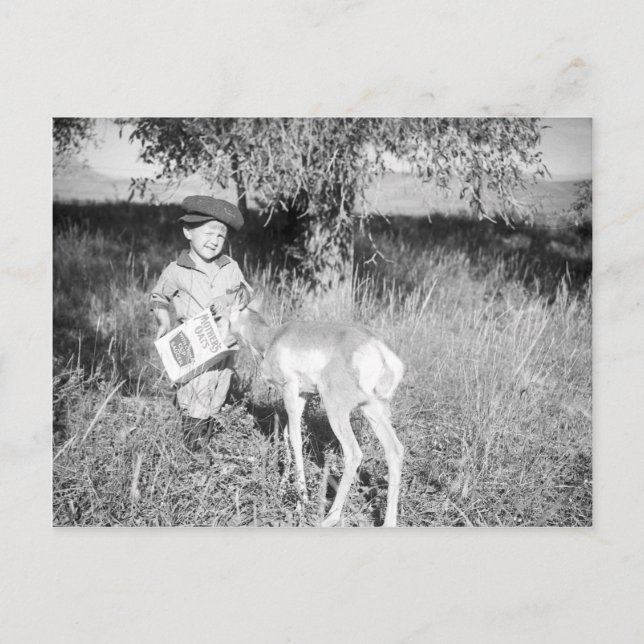 Carte Postale Garçon nourrissant l'antilope à la main (Devant)