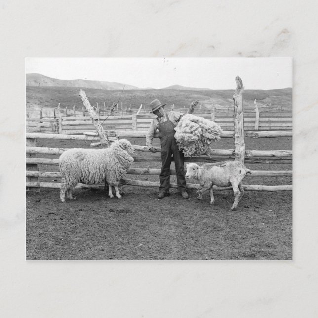 Carte Postale Garçon tenant un paquet de laine (Devant)