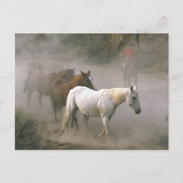 Carte Postale Garde de cow-boy (Devant)