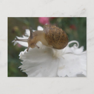 Carte postale Garden Snail and White Carnation