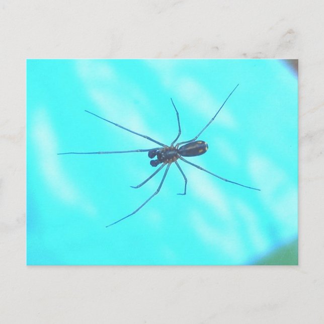 Carte Postale Garden Spider Homme Underside (Devant)