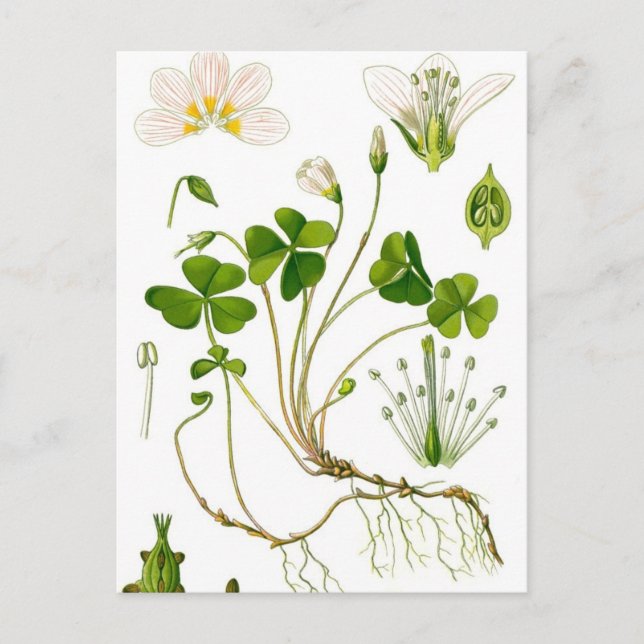 Carte Postale Gardener (Devant)