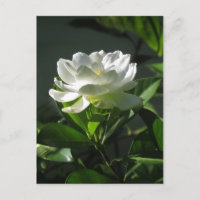 Carte postale Gardenia Blossom 2