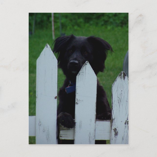 Carte Postale garder un oeil dehors (Devant)