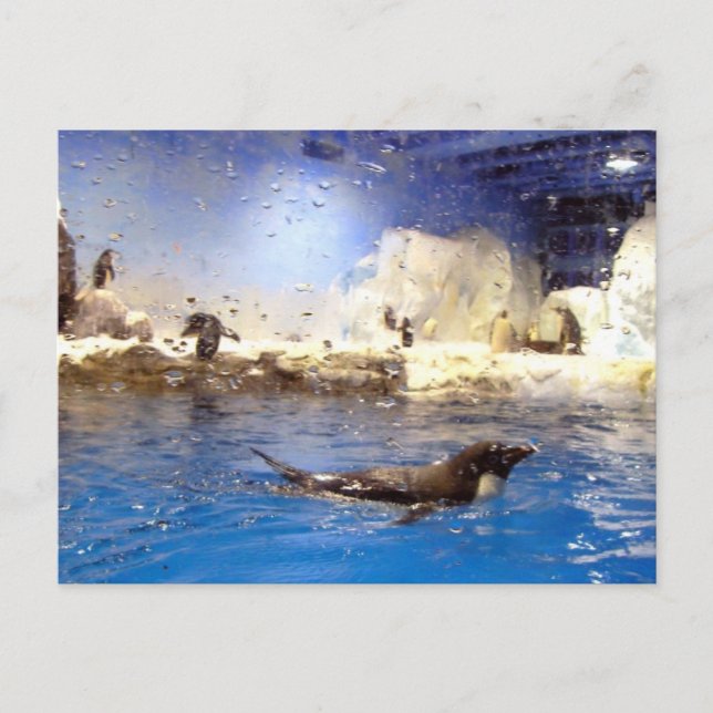 Carte Postale Gardez la tête haute/mignonne Pingouin de natation (Devant)