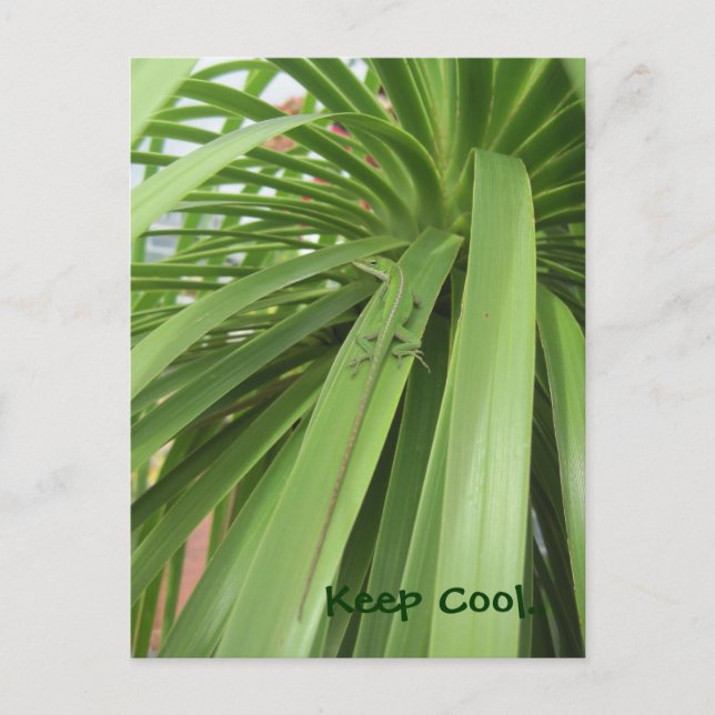 Carte Postale Gardez le Cool. (Devant)